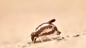 Attēlu rezultāti vaicājumam “Symphypleona”