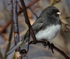 Image result for Junco hyemalis
