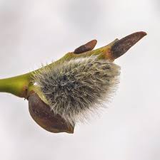 Attēlu rezultāti vaicājumam “Salix caprea bud”