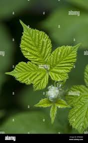 Image result for Rubus sectio
