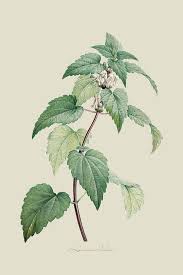 Attēlu rezultāti vaicājumam “Lamium album”