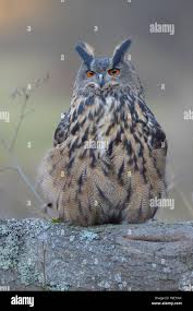 Attēlu rezultāti vaicājumam “Bubo bubo adult”