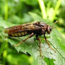 Attēlu rezultāti vaicājumam “Cimbex luteus”