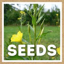 Image result for Oenothera biennis
