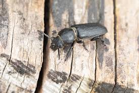 Attēlu rezultāti vaicājumam “Spondylis buprestoides”