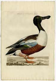 Attēlu rezultāti vaicājumam “Anas clypeata male”