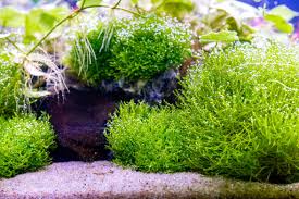 Attēlu rezultāti vaicājumam “Riccia”