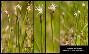 Attēlu rezultāti vaicājumam “Trichophorum alpinum”