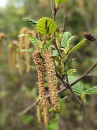Attēlu rezultāti vaicājumam “Alnus”