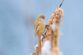 Attēlu rezultāti vaicājumam “Panurus biarmicus female”