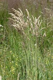 Attēlu rezultāti vaicājumam “Holcus lanatus  fruit”
