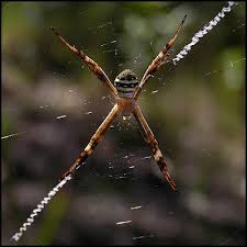 Image result for st andrews cross spider