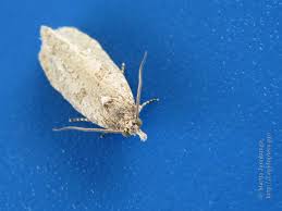 Attēlu rezultāti vaicājumam “Epiblema grandaevana”