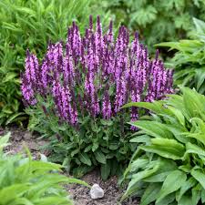Attēlu rezultāti vaicājumam “Salvia nemorosa flower”