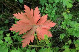 Attēlu rezultāti vaicājumam “Geranium sylvaticum bud”