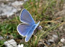 Attēlu rezultāti vaicājumam “Polyommatus icarus male”