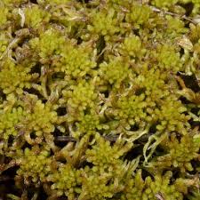 Attēlu rezultāti vaicājumam “Sphagnum balticum”