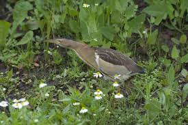 Image result for Nycticorax nycticorax