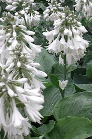 Image result for Hosta sieboldiana 'Elegans'