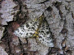 Attēlu rezultāti vaicājumam “Arichanna melanaria”