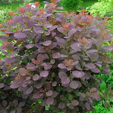 Attēlu rezultāti vaicājumam “Cotinus coggygria leaf”