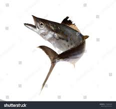 Image result for Scomberomorus maculatus