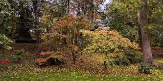 Attēlu rezultāti vaicājumam “Populus x petrowskyana”