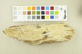 Attēlu rezultāti vaicājumam “Sidera lenis”