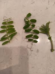 Attēlu rezultāti vaicājumam “Vicia sylvatica leaf”