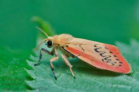 Attēlu rezultāti vaicājumam “Miltochrista miniata”