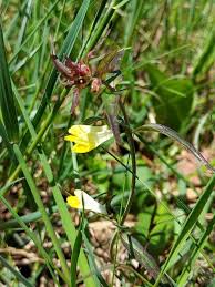 Attēlu rezultāti vaicājumam “Melampyrum pratense bud”