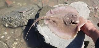 Image result for Hypanus sabinus