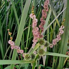 Attēlu rezultāti vaicājumam “Sparganium neglectum”