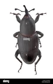 Image result for Coleoptera Curculionoidea