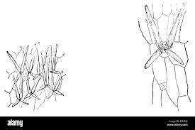 Attēlu rezultāti vaicājumam “Utricularia x neglecta bud”