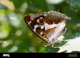 Attēlu rezultāti vaicājumam “Apatura iris female”