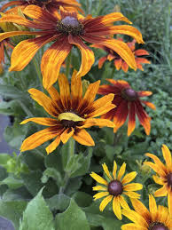 Attēlu rezultāti vaicājumam “Rudbeckia hirta var. hirta leaf”