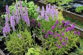 Attēlu rezultāti vaicājumam “Dactylorhiza maculata flower”