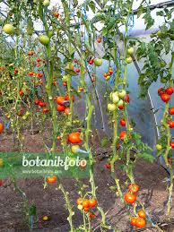 Attēlu rezultāti vaicājumam “Lycopersicon esculentum”