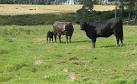 During my visit, two very young calves and their mothers were driven up to - via Daymix
