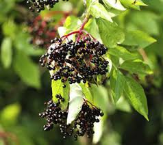 Attēlu rezultāti vaicājumam “Sambucus nigra fruit”