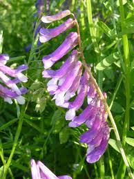 Image result for Wicke