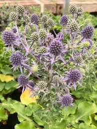 Image result for Eryngium `Blue Hobbit`