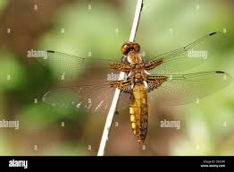 Attēlu rezultāti vaicājumam “Libellula depressa female”