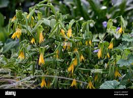 Attēlu rezultāti vaicājumam “Uvularia grandiflora flower”