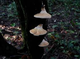 Attēlu rezultāti vaicājumam “Perenniporia subacida”