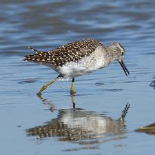 Attēlu rezultāti vaicājumam “Tringa glareola adult”