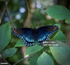 Image result for Papilionoidea
