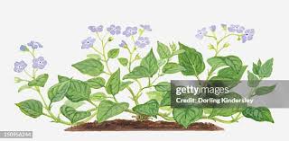 Attēlu rezultāti vaicājumam “Omphalodes verna leaf”