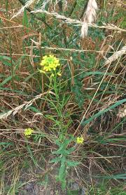 Attēlu rezultāti vaicājumam “Erysimum cheiranthoides fruit”